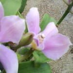 Diacattleya Pink