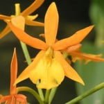 Epidendrum Orange