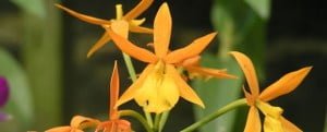 epidendrum-rong-wong epidendrum-rong-wong