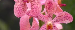 mokara-chark-kuan-pink