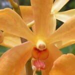 Mokara Light Orange