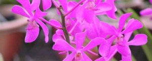 mokara-pink-star mokara-pink-star