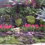 orchidscape10