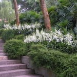orchidscape11
