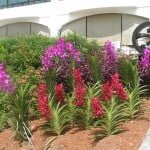 orchidscape12