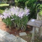 orchidscape17