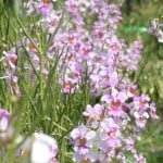 orchidscape20