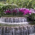orchidscape5