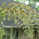 Grammatophyllum Scriptum