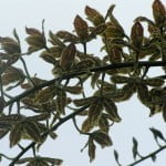 Grammatophyllum Scriptum