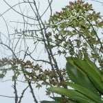 Grammatophyllum Sciptum