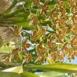Grammatophyllum Scriptum