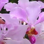 Vanda John Clubb