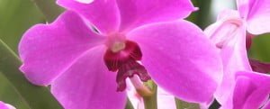 vanda-magaret-tan