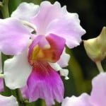 Vanda Miss Joaquim