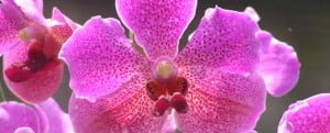 vanda-morris