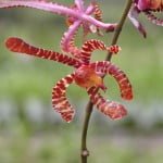 Arachnis annamensis Arachnis annamensis