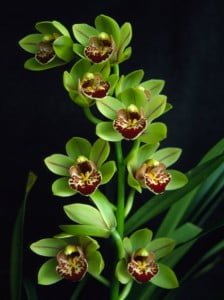 Cymbidium Hybrid Nice colours isn't it?
