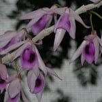 Dendrobium Anosmum Dendrobium Anosmum