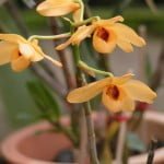 Dendrobium moschatum Dendrobium moschatum