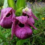Climate & Orchids