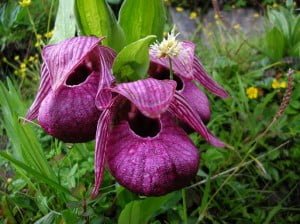 Cypripedium Tibetan A resilient paphiopedilum