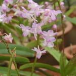 Aerides Odorata Aerides Odorata