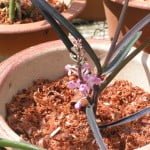 Ascocentrum christensonianum Ascocentrum christensonianum