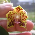 Vandopsis parishii Vandopsis parishii