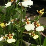 Oncidumnia hybrid Oncidumnia hybrid
