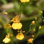 Oncidium Sunset Oncidium Sunset