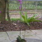 Doritaenopsis Purple Gem Doritaenopsis Purple Gem