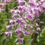 Dendrobium Spatulata Dendrobium Spatulata