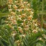 Dendrobium Spatulata Dendrobium Spatulata