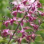 Dendrobium Spatulata Dendrobium Spatulata