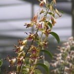 Dendrobium Spatulata Dendrobium Spatulata