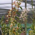 Dendrobium Spatulata Dendrobium Spatulata