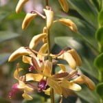 Dendrobium Spatulata Hybrid