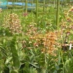 Dendrobium Spatulata Dendrobium Spatulata