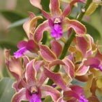 Dendrobium Spatulata Hybrid