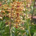 Dendrobium Spatulata Dendrobium Spatulata