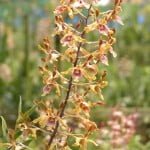 Dendrobium Spatulata Dendrobium Spatulata