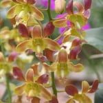 Dendrobium Spatulata Hybrid