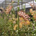 Spatulatas: The Curly Dendrobiums