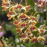 Dendrobium Spatulata Dendrobium Spatulata