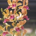 Dendrobium Spatulata Hybrid