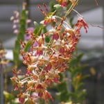 Dendrobium Spatulata Dendrobium Spatulata
