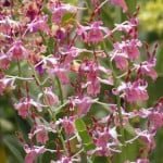 Dendrobium Spatulata Dendrobium Spatulata