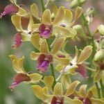 Dendrobium Spatulata Hybrid