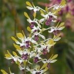 Dendrobium Spatulata Dendrobium Spatulata